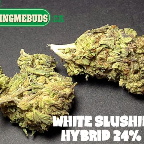 WHITE ZLUSHIE $5 - $85 0Z (HYBRID) 24% THC