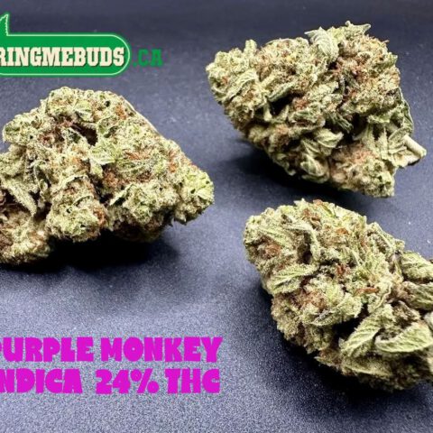 PURPLE MONKEY $5 - $65 0Z (INDICA) 24% THC