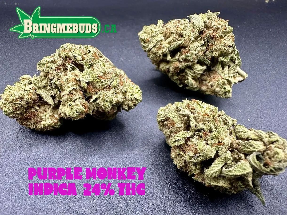 PURPLE MONKEY $5 - $65 0Z (INDICA) 24% THC