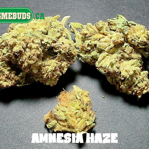AMNESIA HAZE $5 - $80 OZ (SATIVA) 23% THC