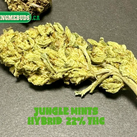 JUNGLE MINTS $5 - $50 0Z (INDICA) 22% THC